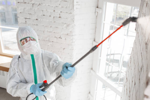 Why You Should Choose Our Mold Remediation Services in Auxvasse, MO